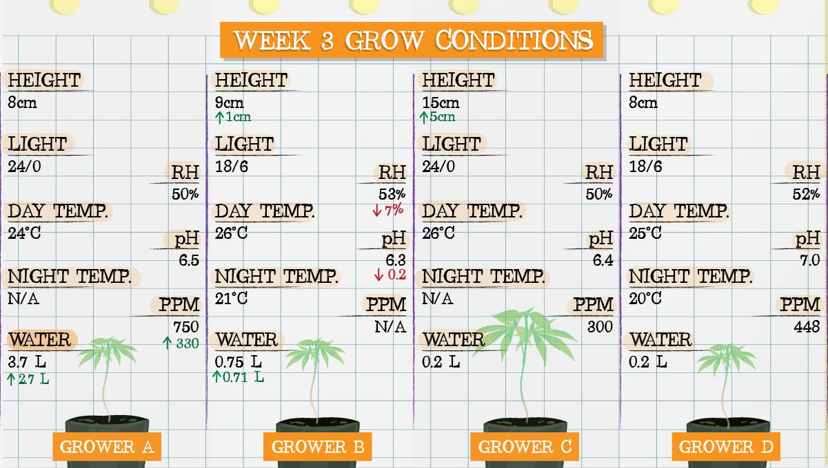 Gelato Auto Plants Seed Week-by-Week Guide: Grow conditions in week 3