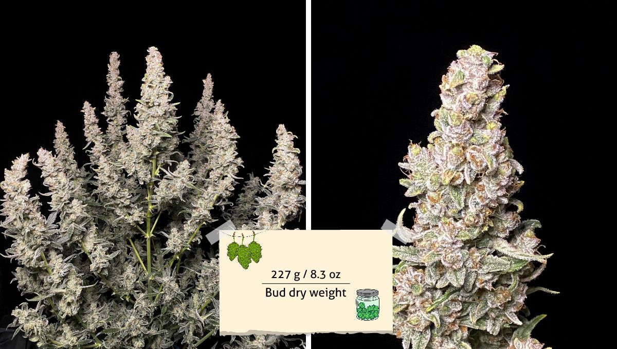 Gorilla Punch Auto 大麻品种：产量 | 采收前植株、修剪称重及乾枝特写
