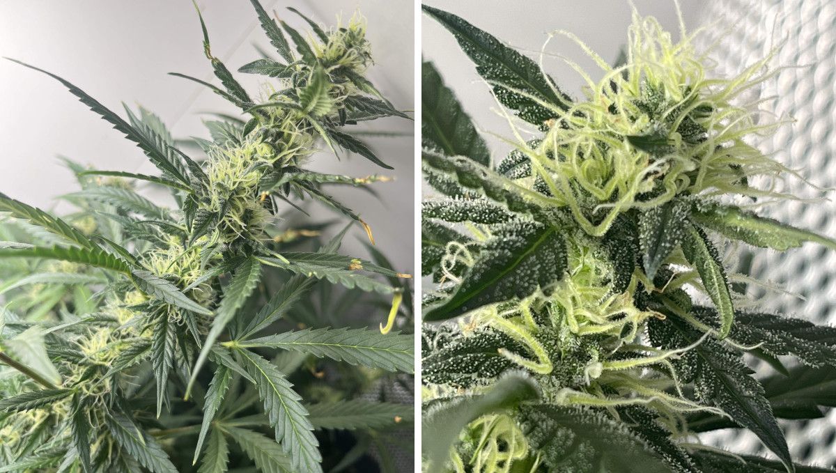 Six Shooter Auto cannabis strain: mid flower (bulk phase) | weeks 8-9 | a not-yet-mature marijuana plant with white pistils and the first trichomes