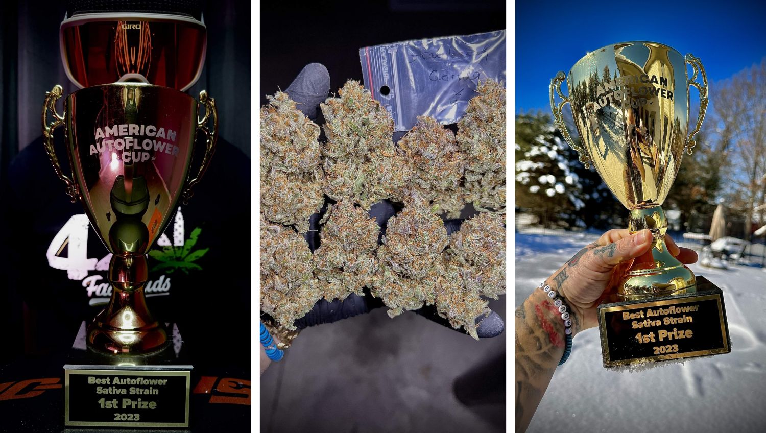 Freegrow8 gewinnt den American Auto Cup mit Strawberry Gorilla Auto von Fast Buds.