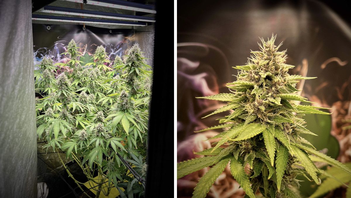 Purple Lemonade FF कैनाबिस स्ट्रेन: मिड फ्लावर | हफ्ते 10-11 | मोटी भारी शाखाओं वाला पौधा