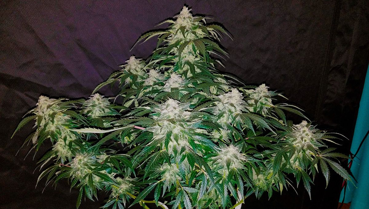 Stardawg auto strain history: history of stardawg