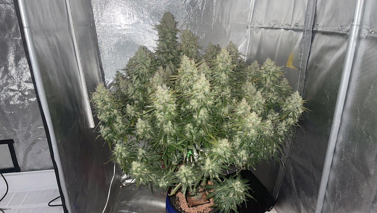 80日目の美しいJack Herer、1位受賞作品
