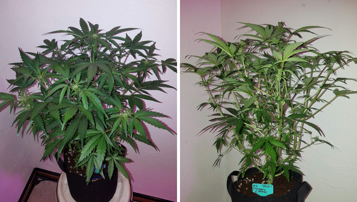Pineapple Express Auto cannabis-variant: overgang (pre-blomstring) | uke 5 | autoflower strekker og starter blomstring