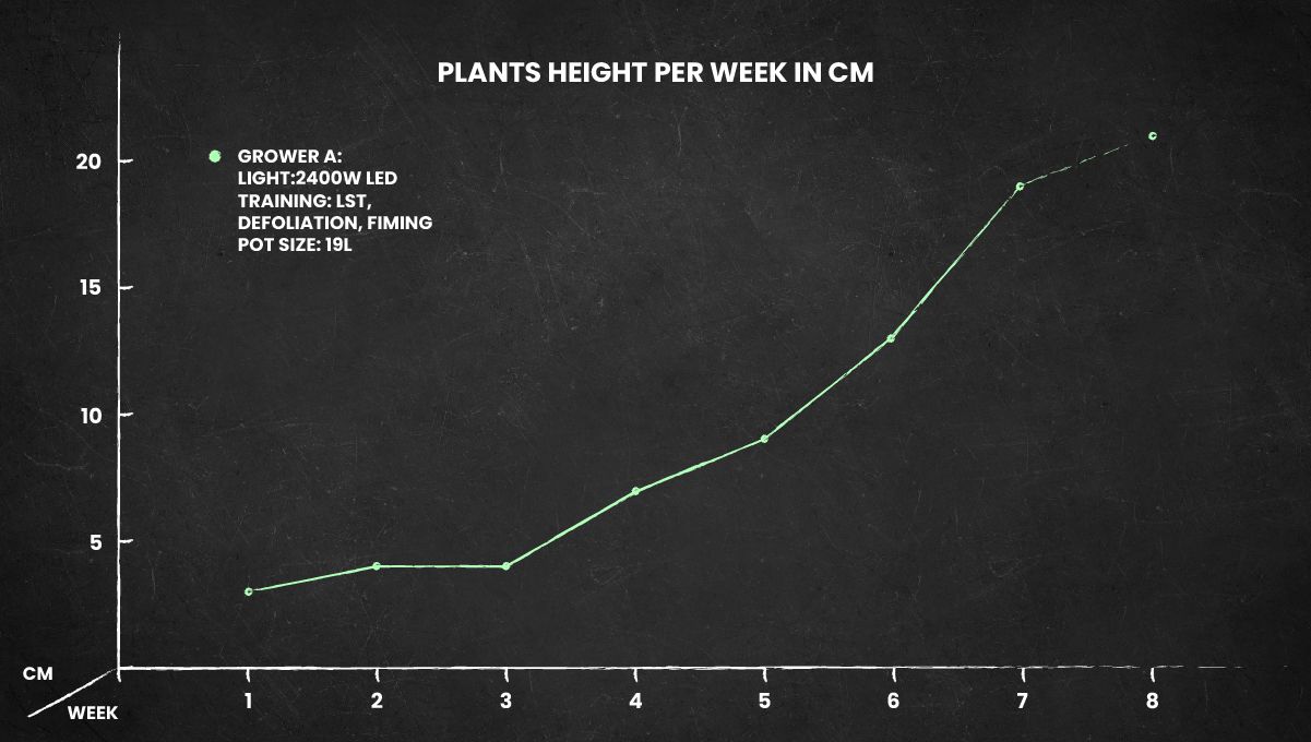 Skunk Auto Cannabis Strain: height chart