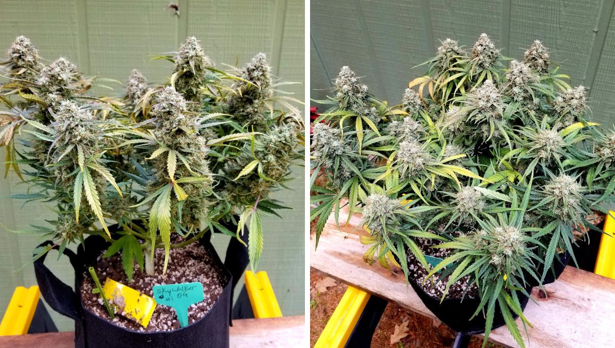 Skywalker OG Auto cannabis strain: ripening and harvest | weeks 10 | a short, heavily trained indoor plant with more than a dozen fat, round colas