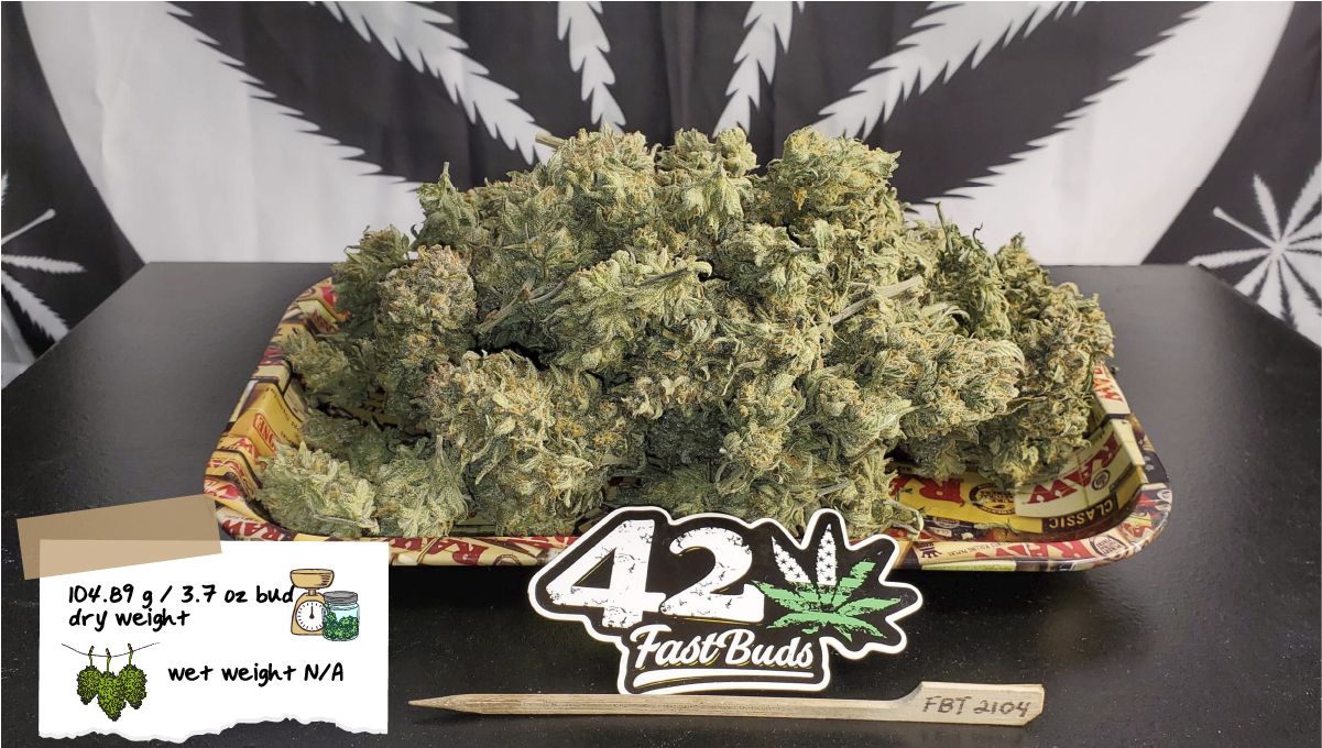 Forbidden Runtz Auto Plants Seed Week-by-Week Guide: A heap of dry plants buds on a tray with a FastBuds fridge magnet in the foreground