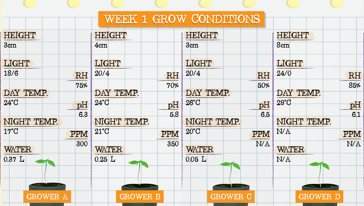 Strawberry Pie Auto Plants Seed Week-by-Week Guide: Week 1 grow conditions