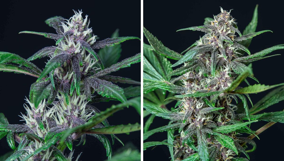Auto Blackberry Kush cannabis strain: early flower | weeks 6-7 | buds with purple calyces and trim leaves getting hairy and frosty