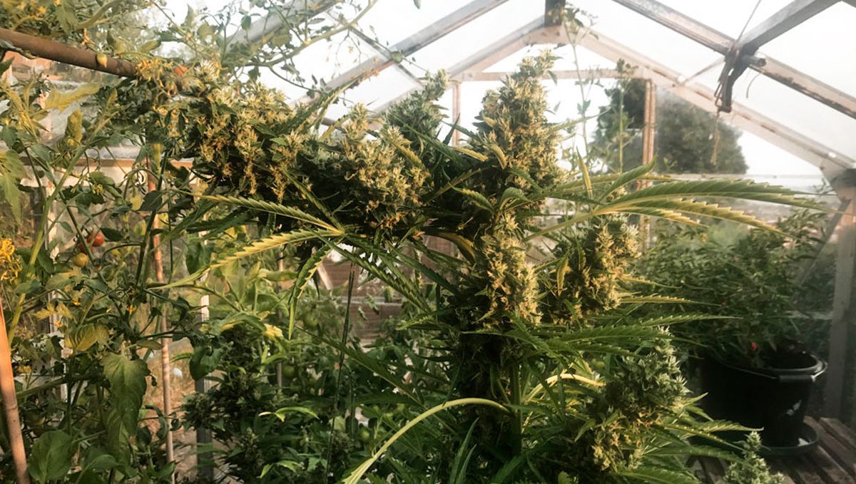 Can i grow auto plants outdoors: what season is best?