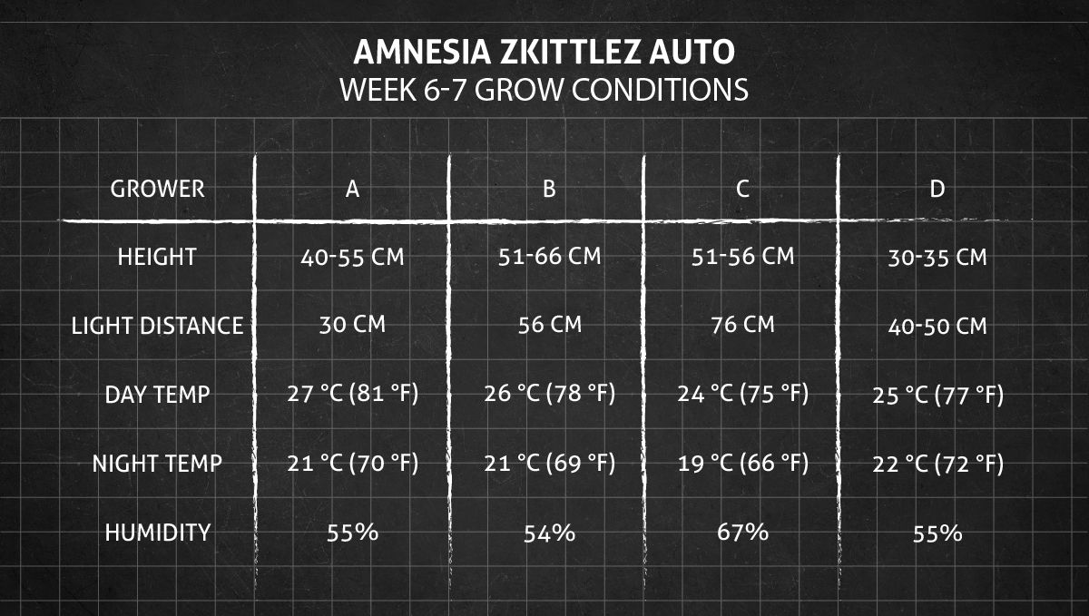 Amnesia Z Auto cannabis strain: weeks 6-7 grow conditions