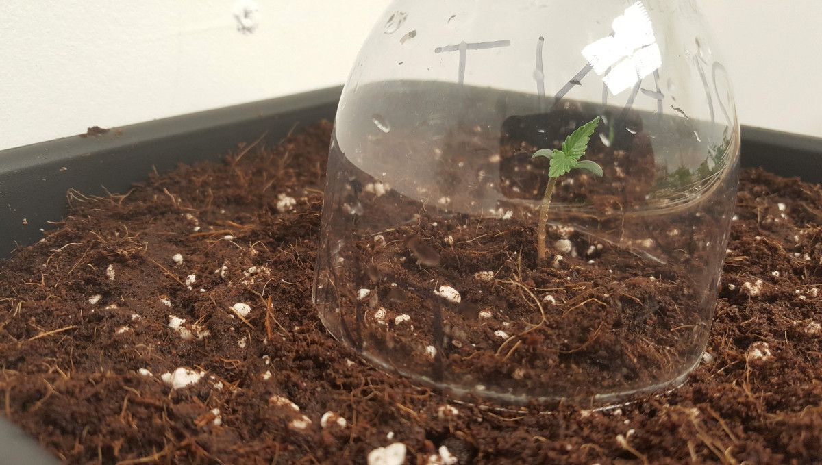 オートマザール大麻ストレイン：発芽と苗期 | 1週目 | プラスチックボトル製ドームの下で育つ芽