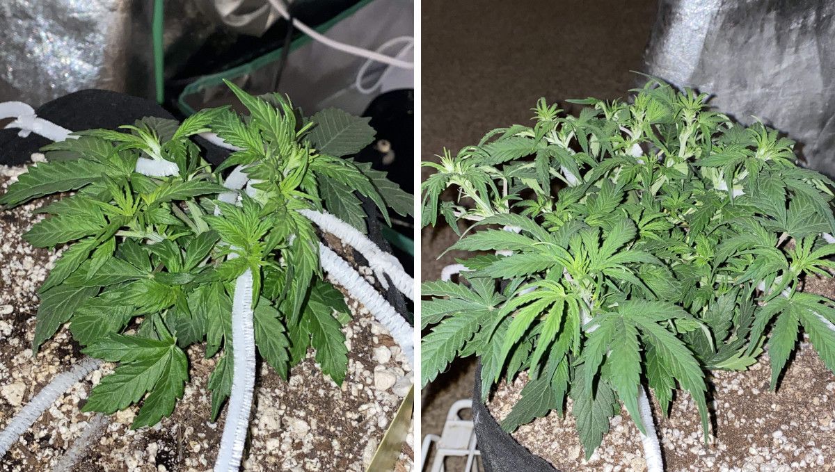 Pineapple Express Auto cannabis-variant: midtvekst | uke 3-4 | omfattende trening fortsetter