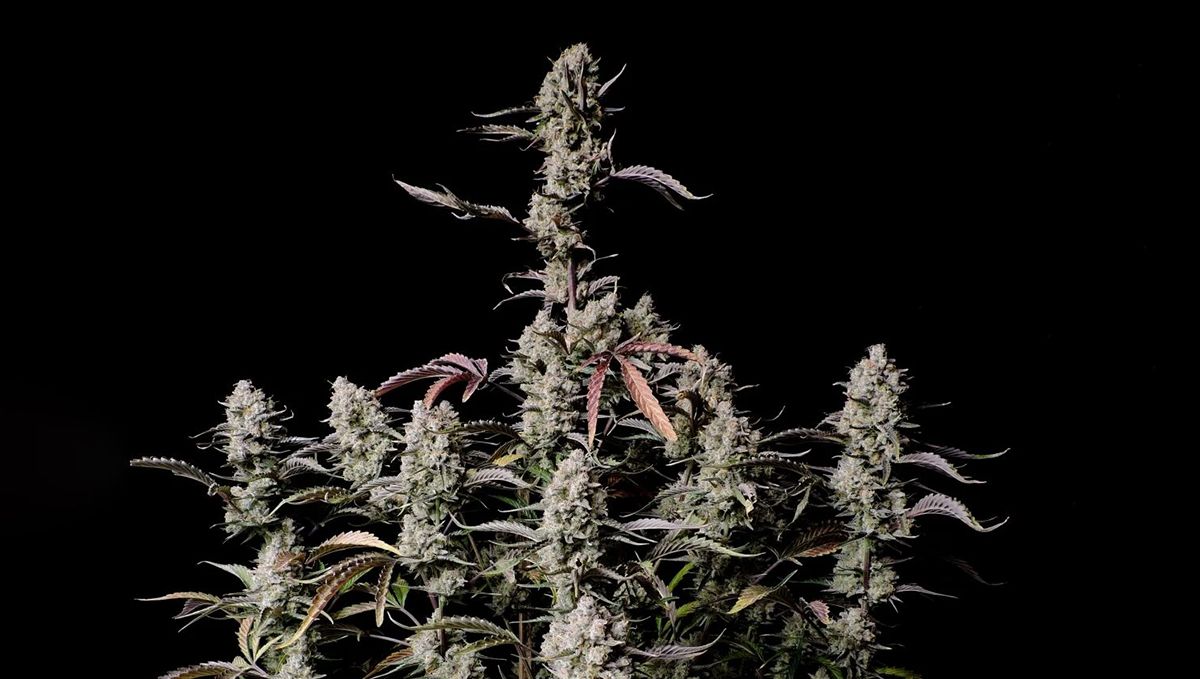 Top 5 best indoor autoflower strains: Gorilla Z Auto