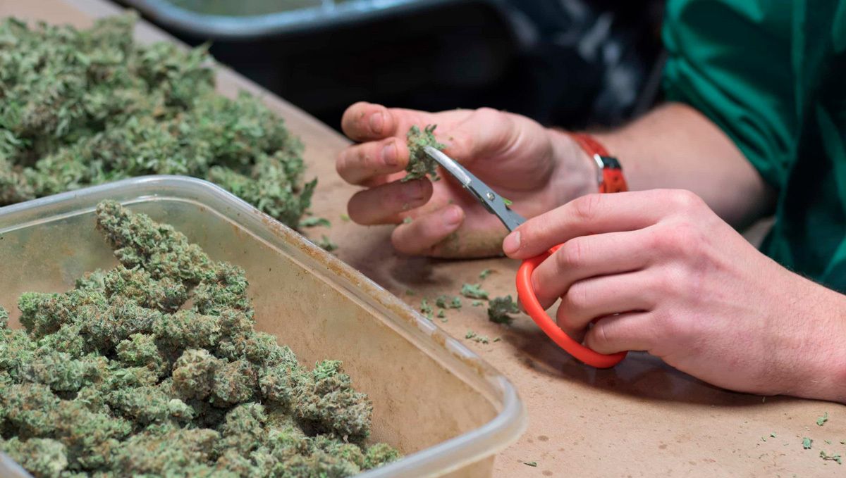 Jack Herer Auto Cannabis Strain Week-by-Week Guide: Trimming buds
