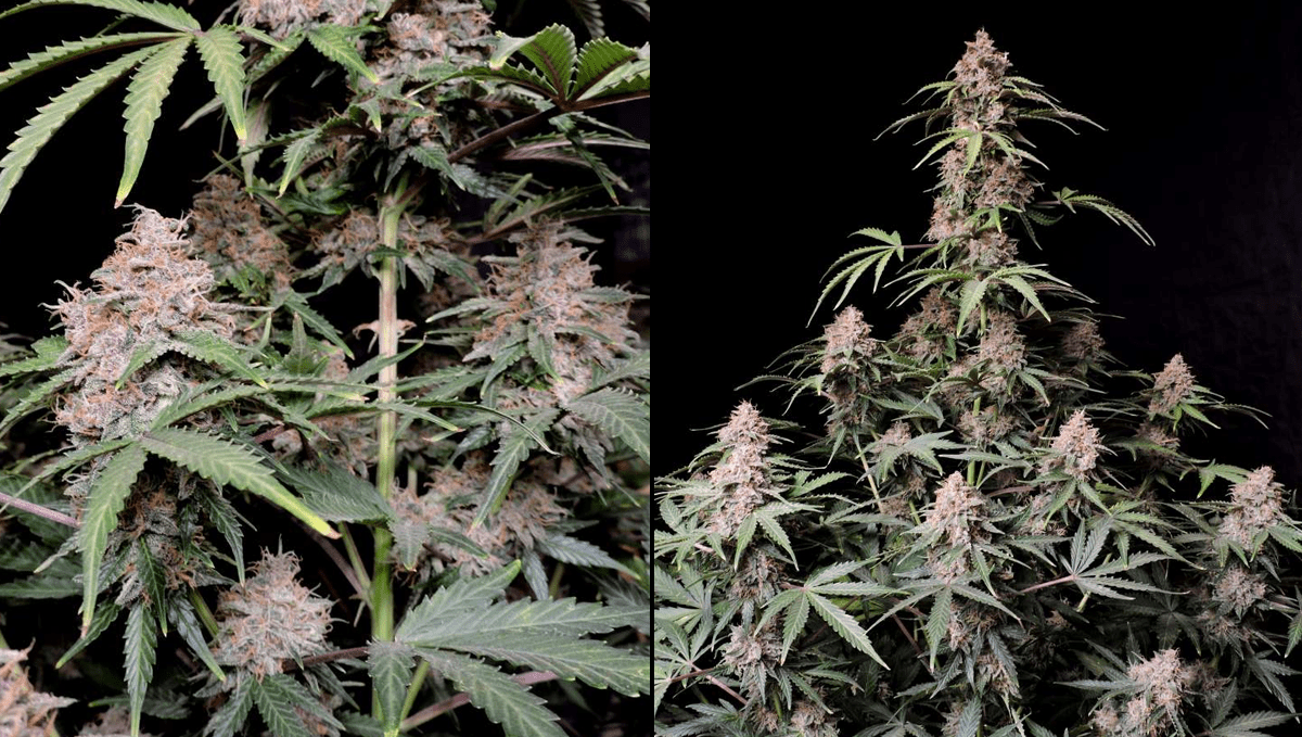 Top 5 ertragreichste Autoflower-Sorten: Amnesia Z Auto