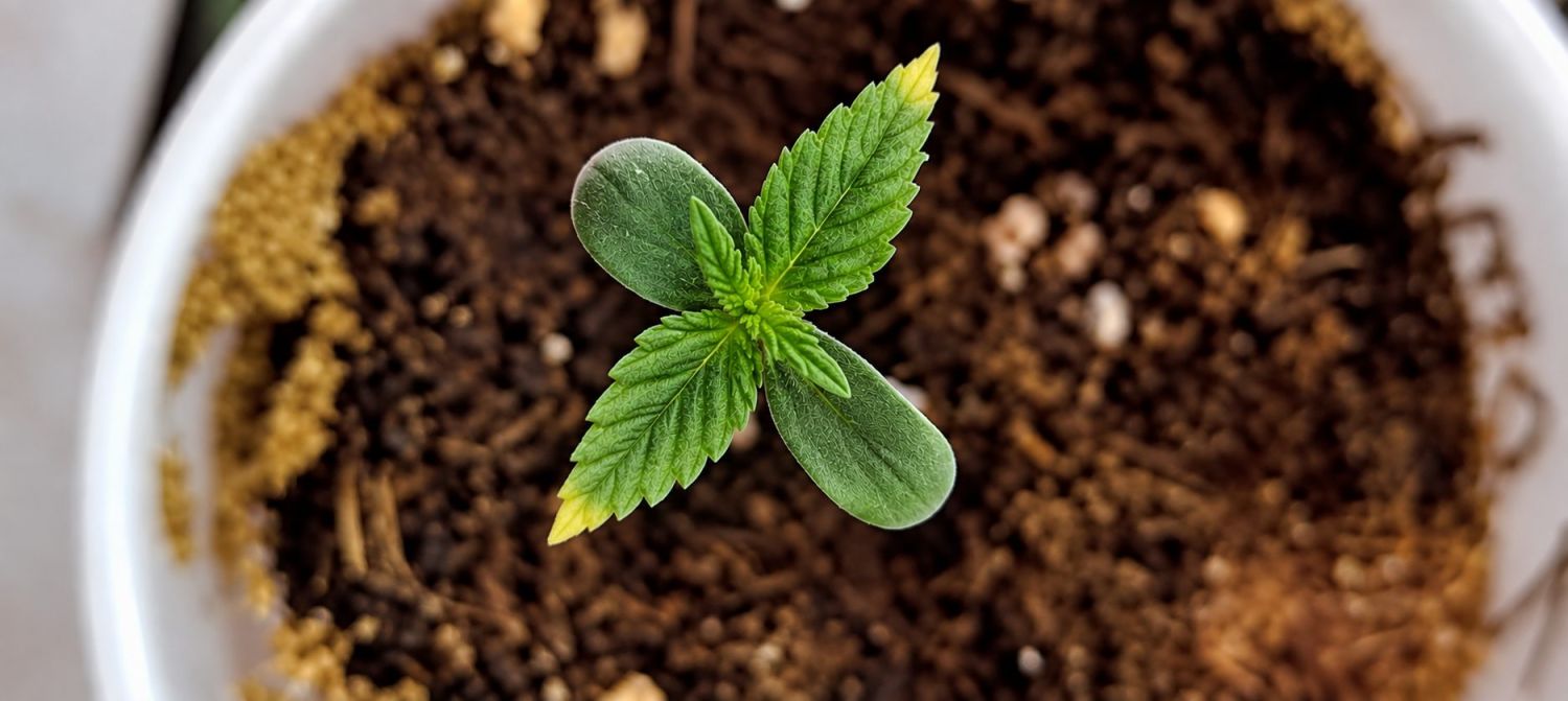 Nutrient Burn on Cannabis Seedling