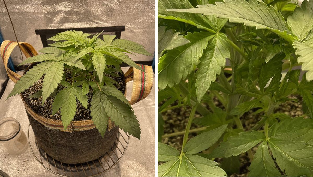 Cherry Cola Auto: ฟื้นตัวไวในเวจกิ่งดก
