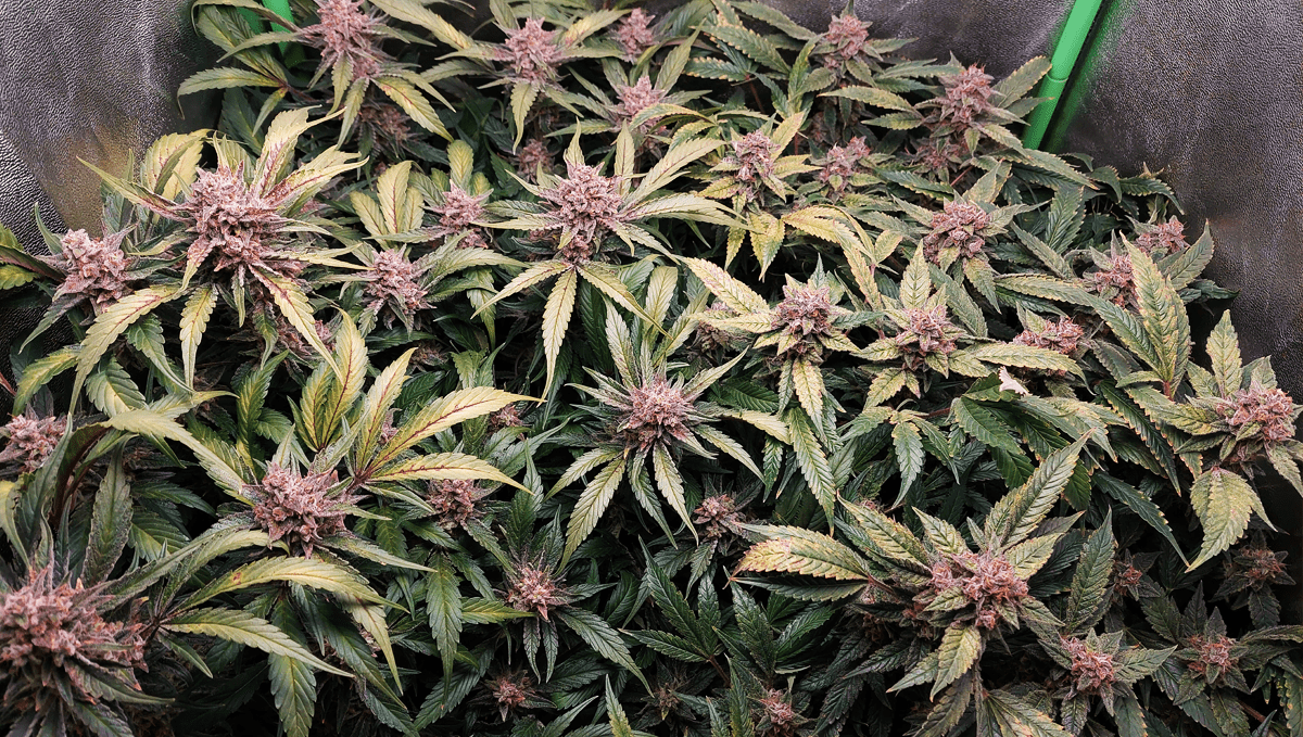 Top 5 new automatic weed strains: gorilla z auto