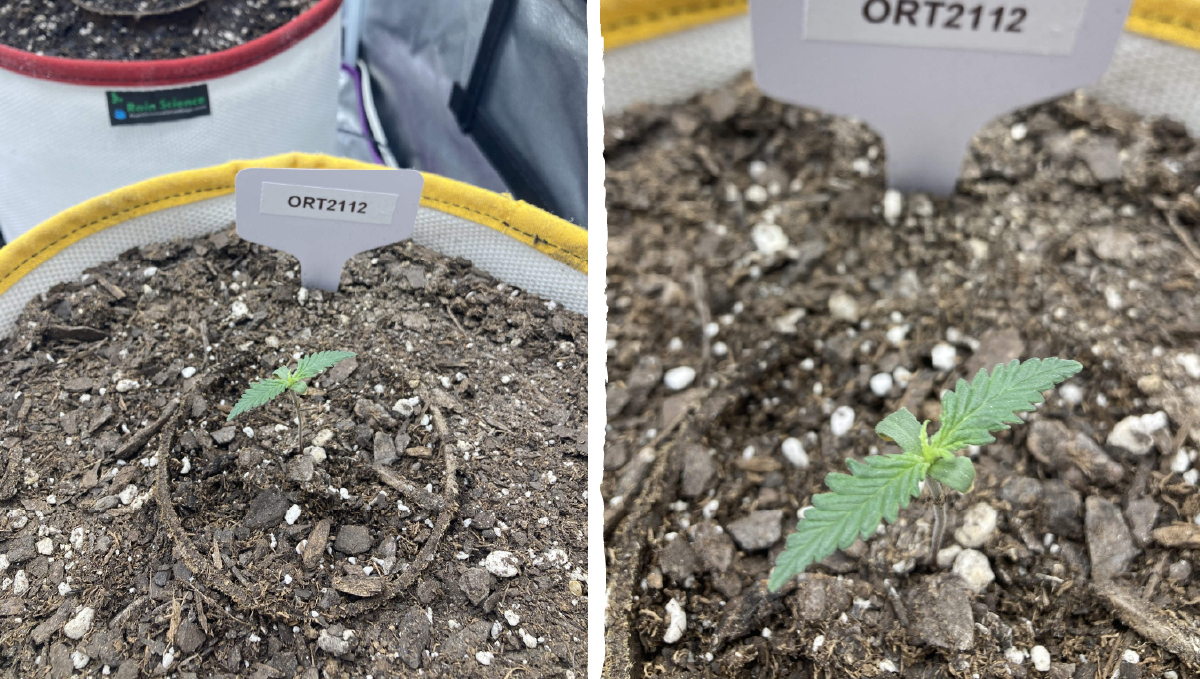 Trainwreck auto week-by-week: germination