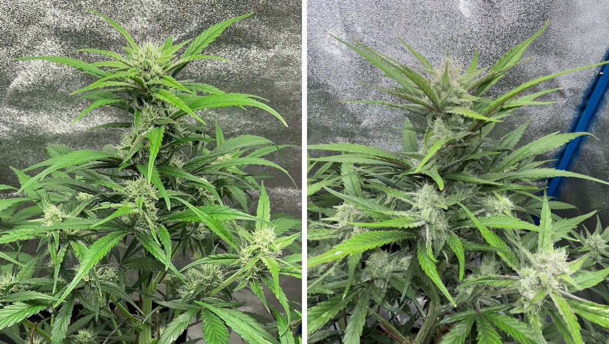 Banana Purple Punch Auto भांग स्ट्रेन: प्रारंभिक फ्लावर | सप्ताह 6-7 | इंडोर ऑटोफ्लावर टॉप, फूल भरने लगे हैं