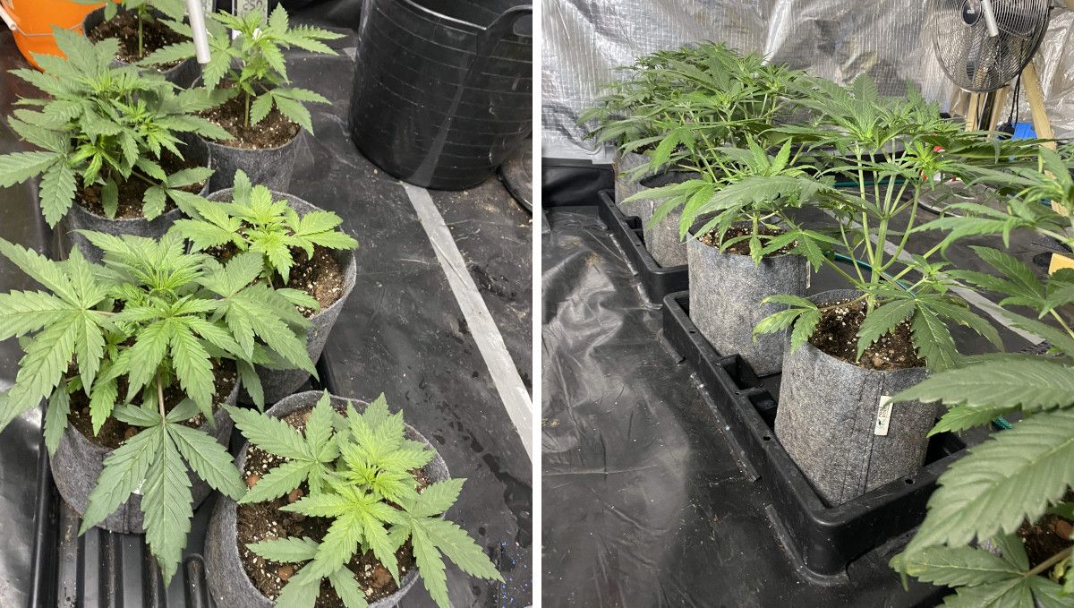 Tangie Auto cannabis strain: mid veg | weeks 3-4