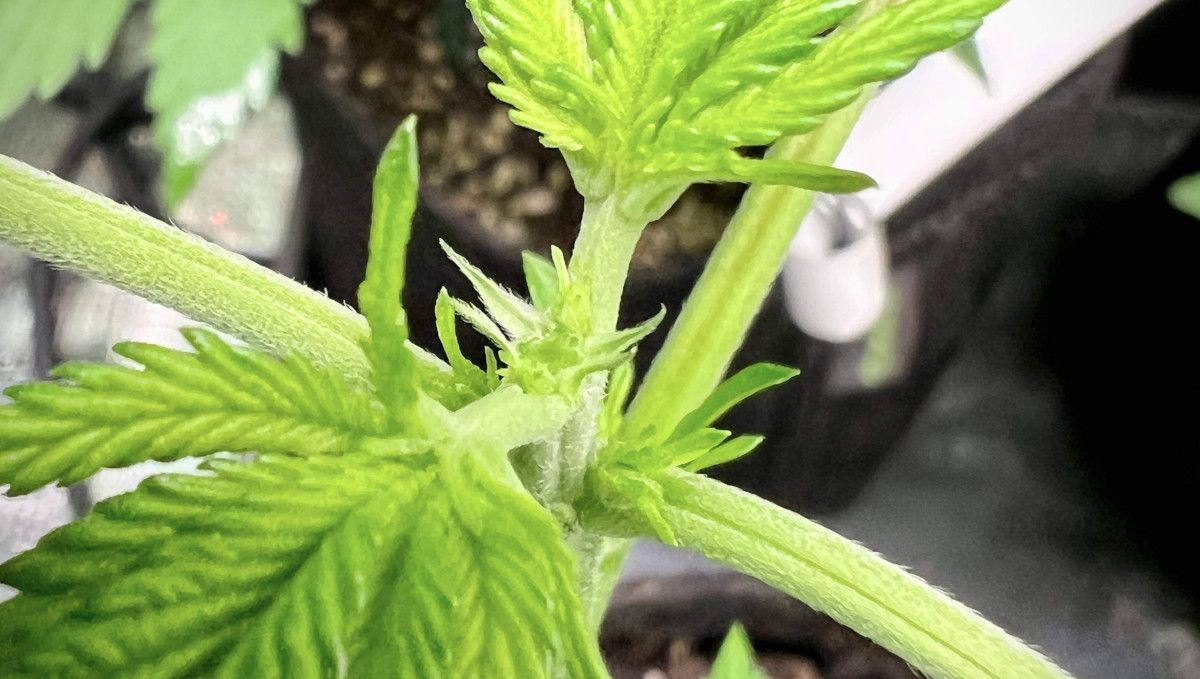 Purple Lemonade FF कैनाबिस स्ट्रेन: शुरुआती वेज | हफ्ता 2 | टॉपिंग