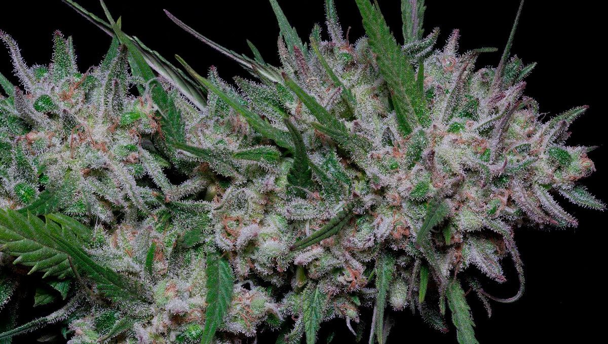 Girl scout cookies auto seed history: what makes it special?