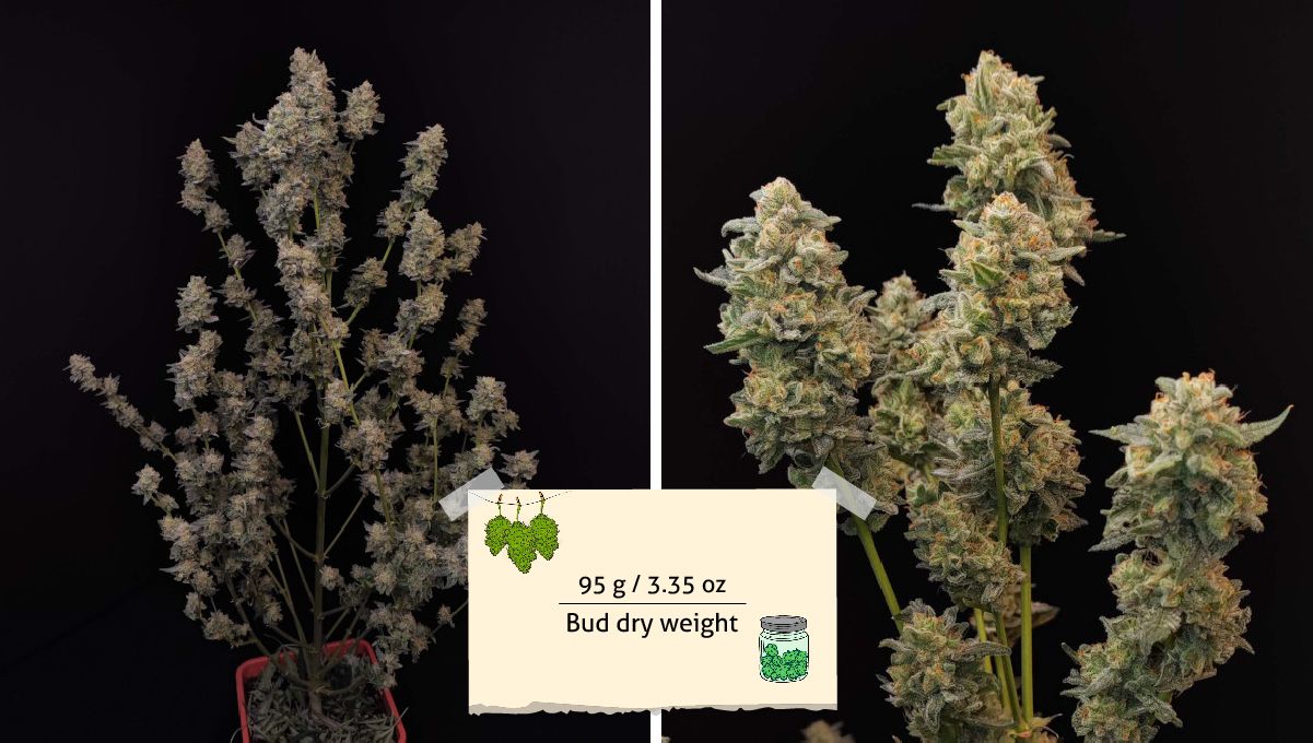 Six Shooter Auto cannabis strain: yield | colas ready for harvest and already wet trimmed