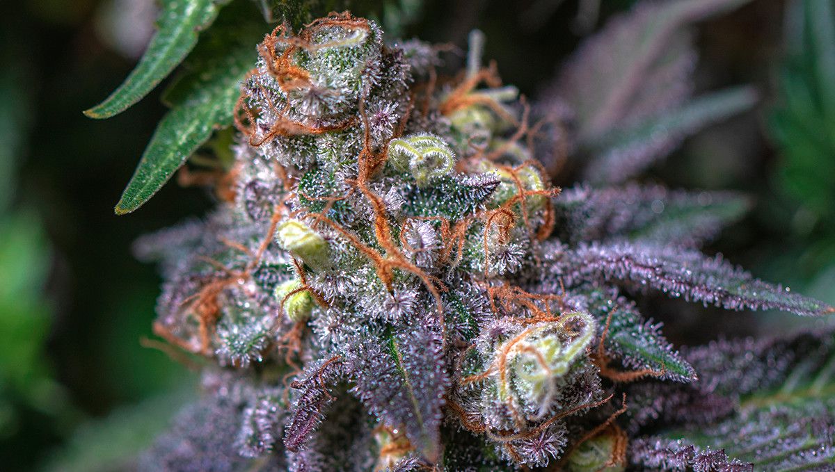 15 Best Strains for Male Arousal in 2022: Do-Si-Dos