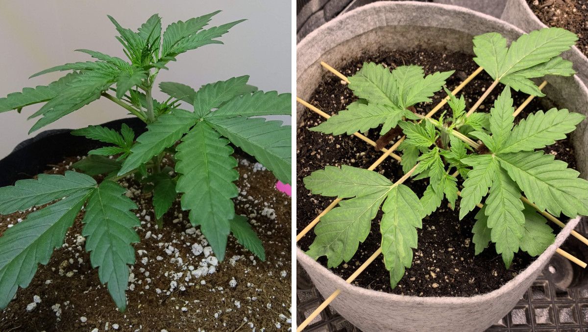 Six Shooter Auto cannabis strain: early veg | week 2 | the comparison of a trained and untrained young plants