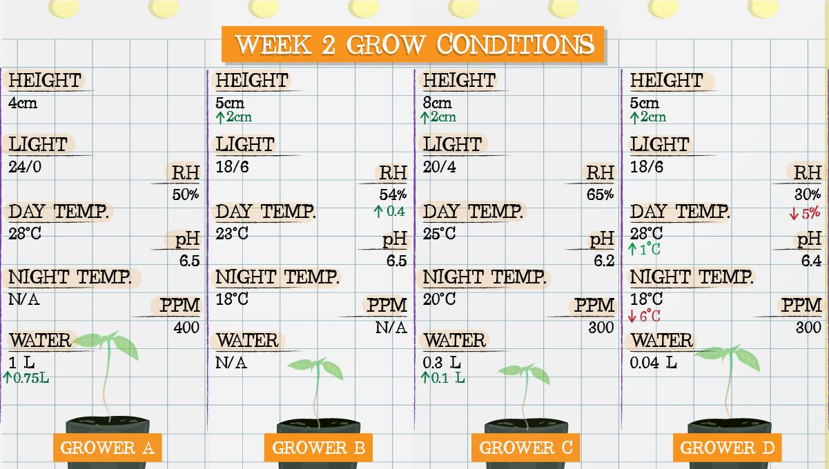 Forbidden Runtz Auto Plants Seed Week-by-Week Guide: Week 2 grow conditions