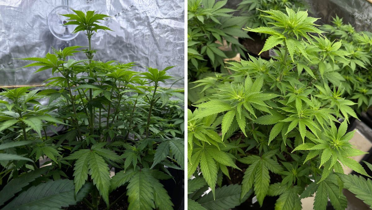 Purple Lemonade FF कैनाबिस स्ट्रेन: ट्रांजिशन (प्री-फ्लावर) | हफ्ता 7 | फूल बनना शुरू