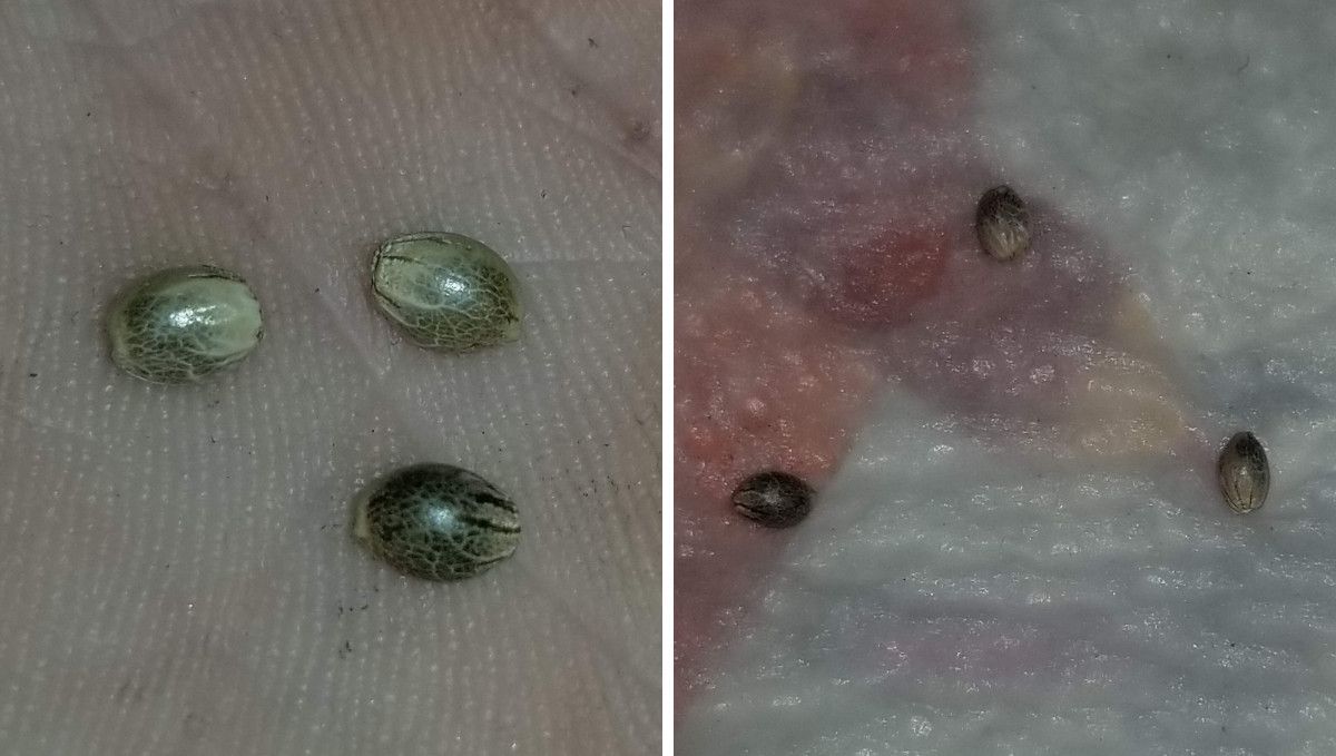 Six Shooter Auto cannabis strain: germination and seedling stage | week 1 | seeds on a wet paper towel