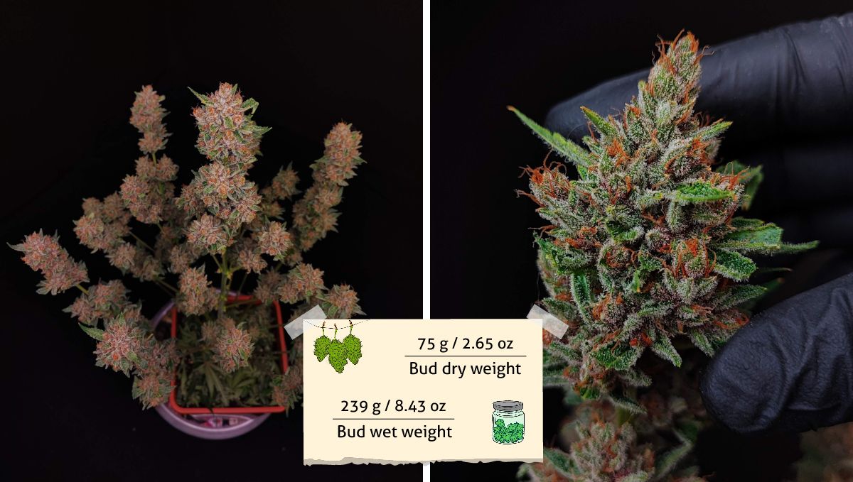 Tropicana Cookies Auto 수확: 수확 전 자른 식물 및 장갑낀 손에 든 꽃