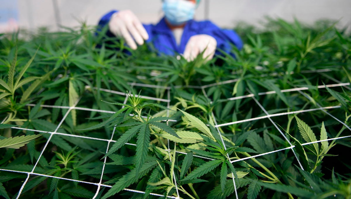 Erba in Giappone: canapa industriale