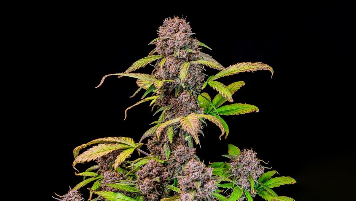 Top 5 best indoor autoflower strains: lemon cherry cookies auto
