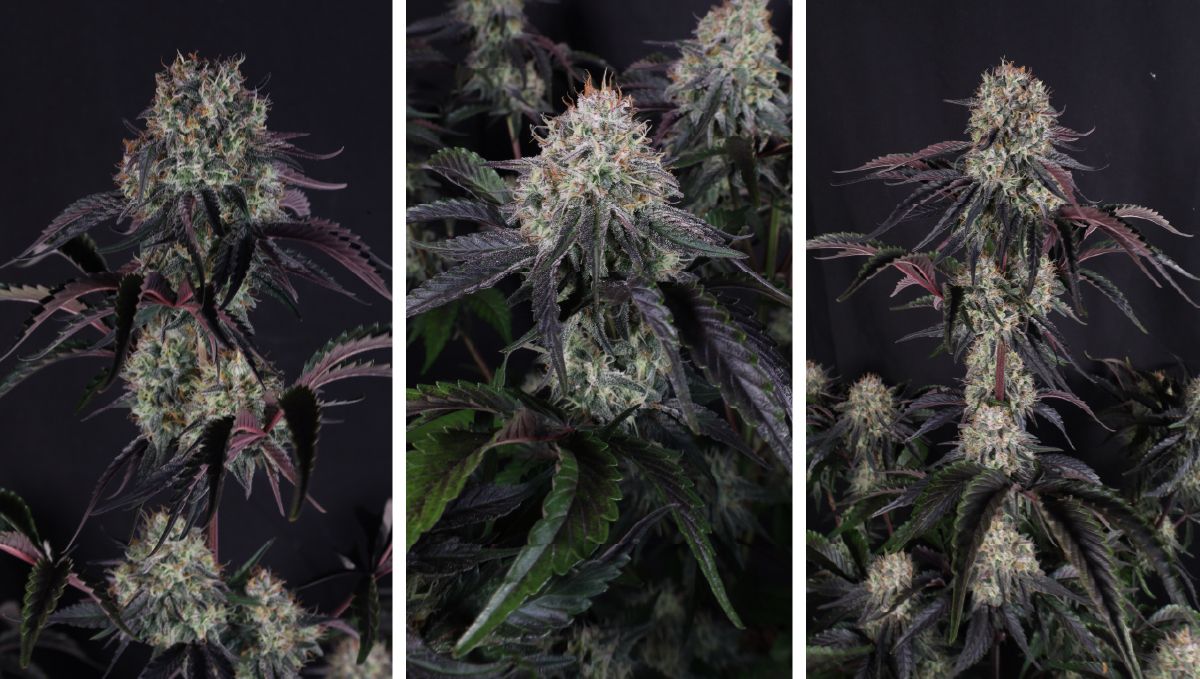 sundae frost