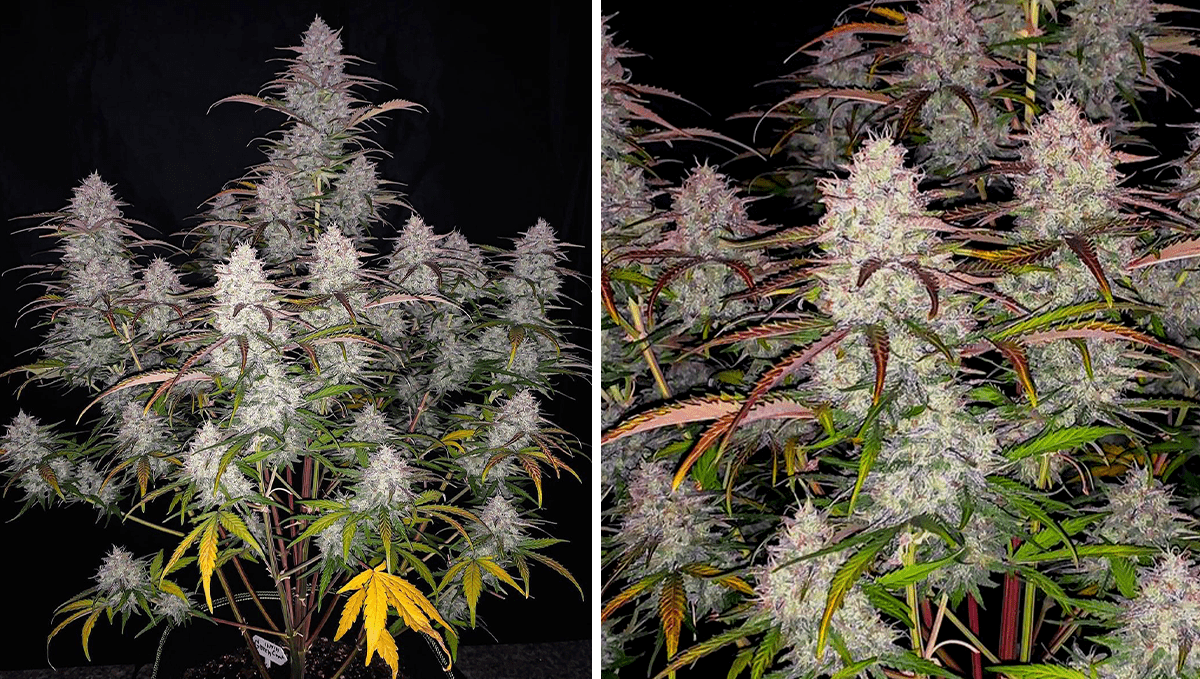 Top 5 best autoflowering strains for focus: green crack auto