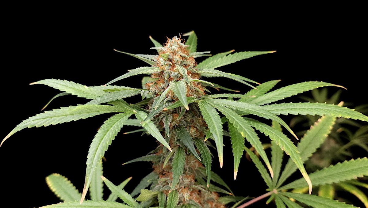 Wedding Cheesecake FF cannabis strain: ripening and harvest | weeks 12 | a top cola covered all over in brown hairs