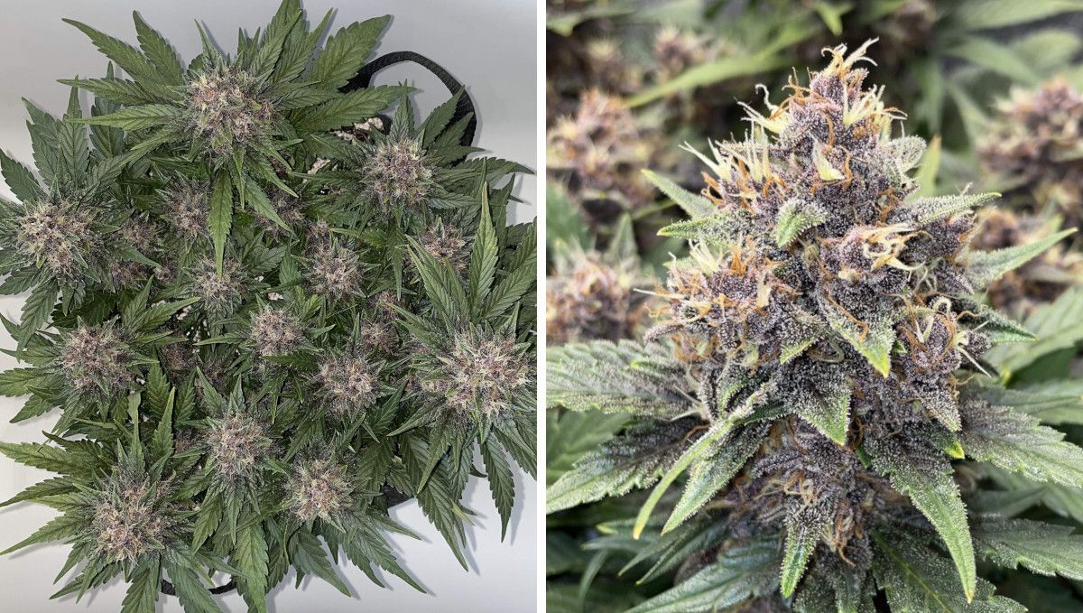 Purple Lemonade Auto 大麻品种周周种植指南 - 准成熟植株俯视及单顶近景