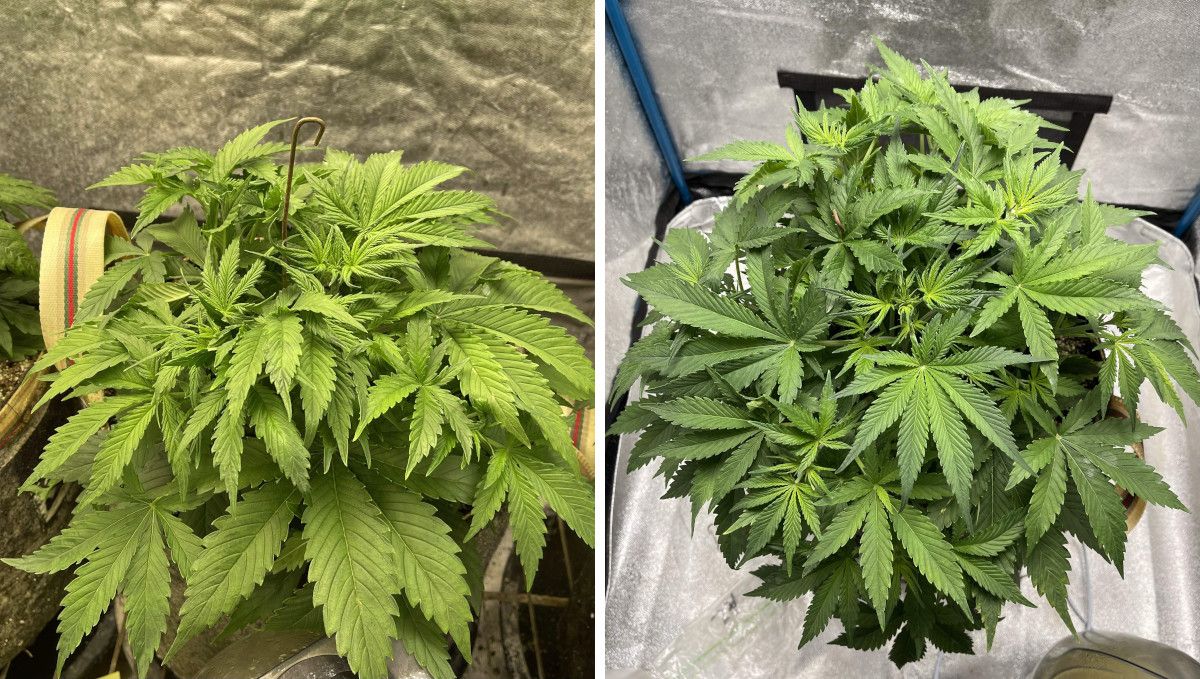 Amnesia Z Auto cannabis strain: mid veg | weeks 3-4 | the progress of a vegging indoor plant