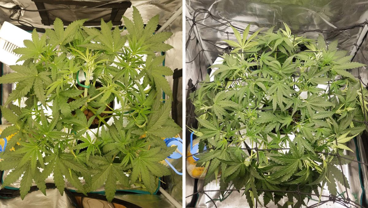 Pineapple Express Auto cannabis-variant: overgang (pre-blomstring) | uke 5 | en LST-d og defoliert autoflower innendørs