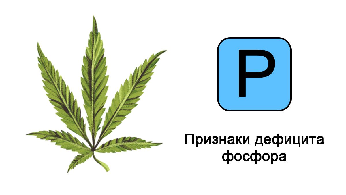 Дефицит фосфора
