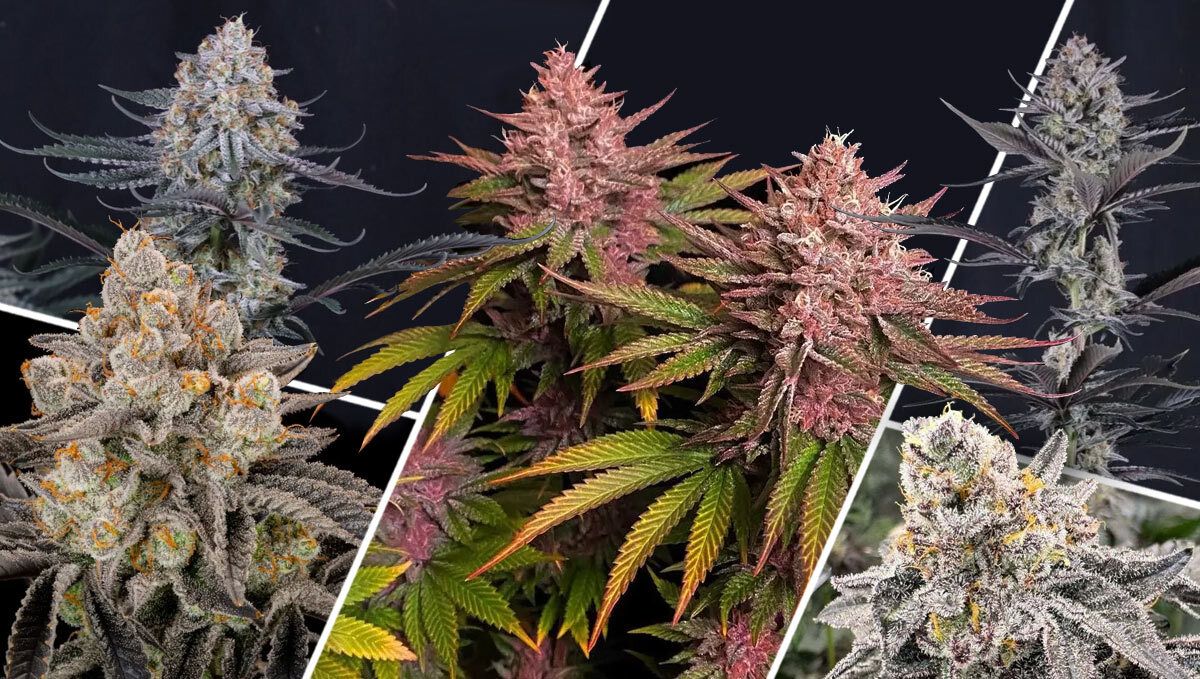 What Makes an Outdoor Strain Great?