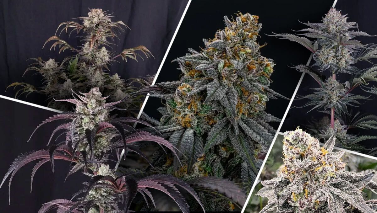 What Makes A Great High THC Strain?
