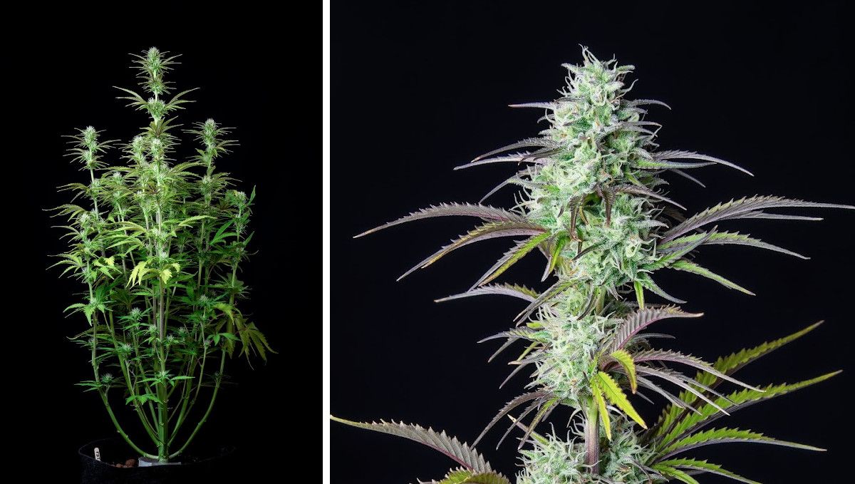 Mimosa Cake Auto cannabis strain: early flower | weeks 6-7 | a weed plant with long stretchy branches and a closeup of its maturing bud