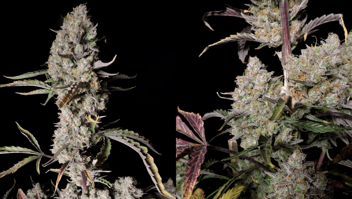 Top 10 strains to grow outdoors: Closer Look at Gorilla Z Auto
