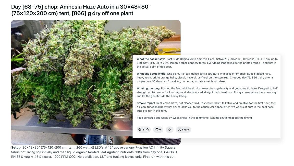 Amnesia Haze Auto
