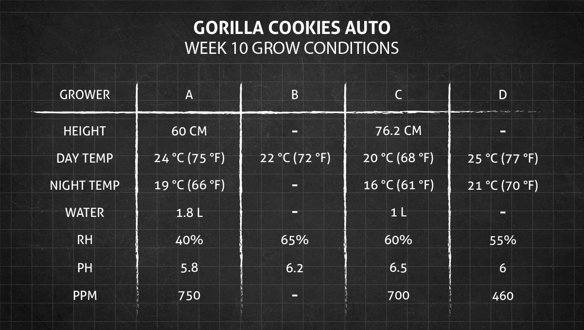 Gorilla Cookies Auto Plants Seed Week-by-Week Guide: Week 10 Grow Conditions